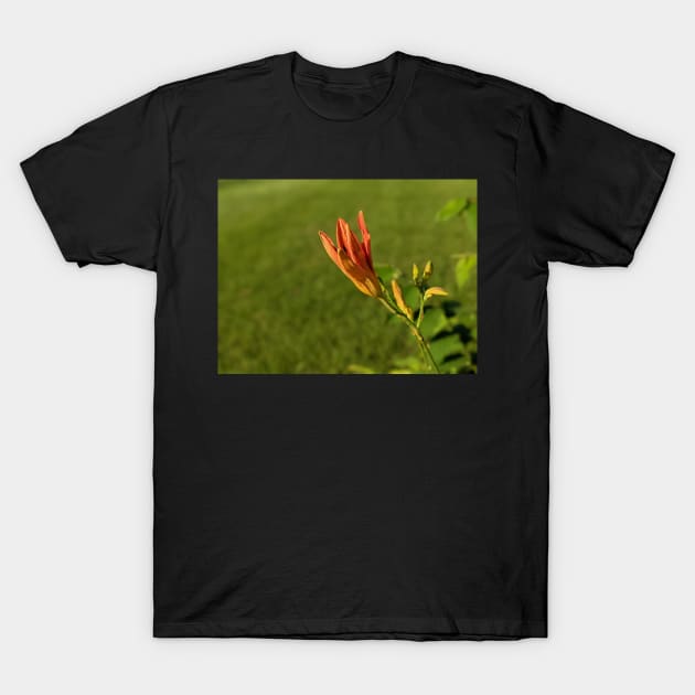 Day Lily Opening T-Shirt by AustaArt